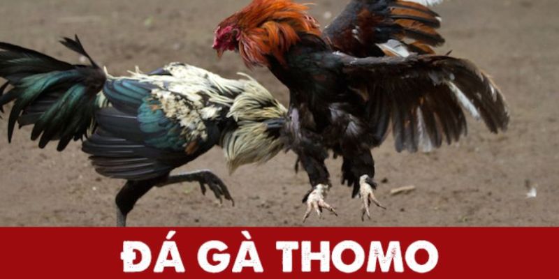 Đá gà đòn thomo tại Kuwin uy tín với tỷ lệ thưởng cao nhất thị trường